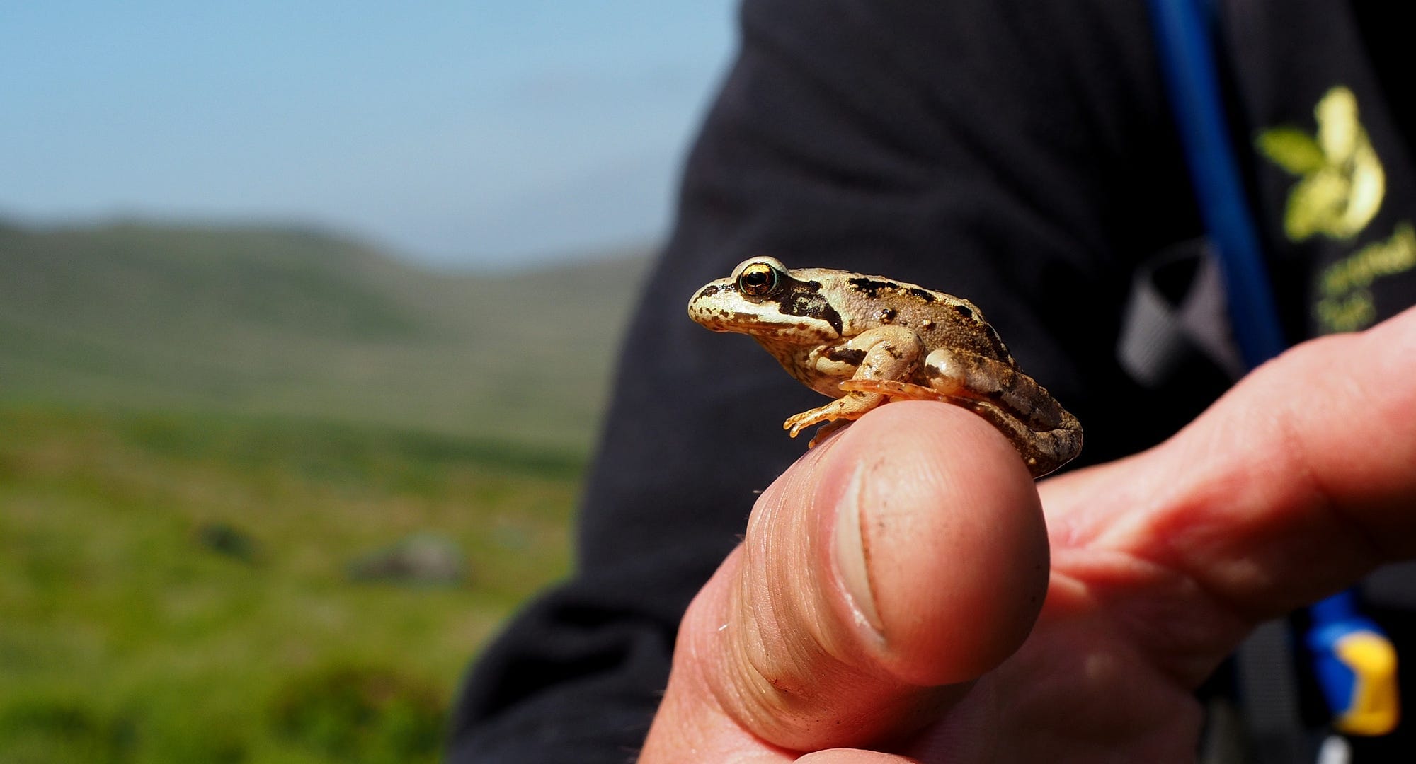 The bitter battle over Sheffield's grouse moors
