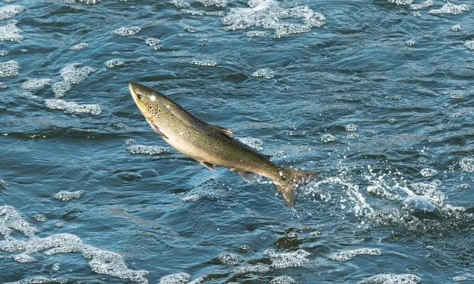 The hunt for the elusive Sheffield salmon