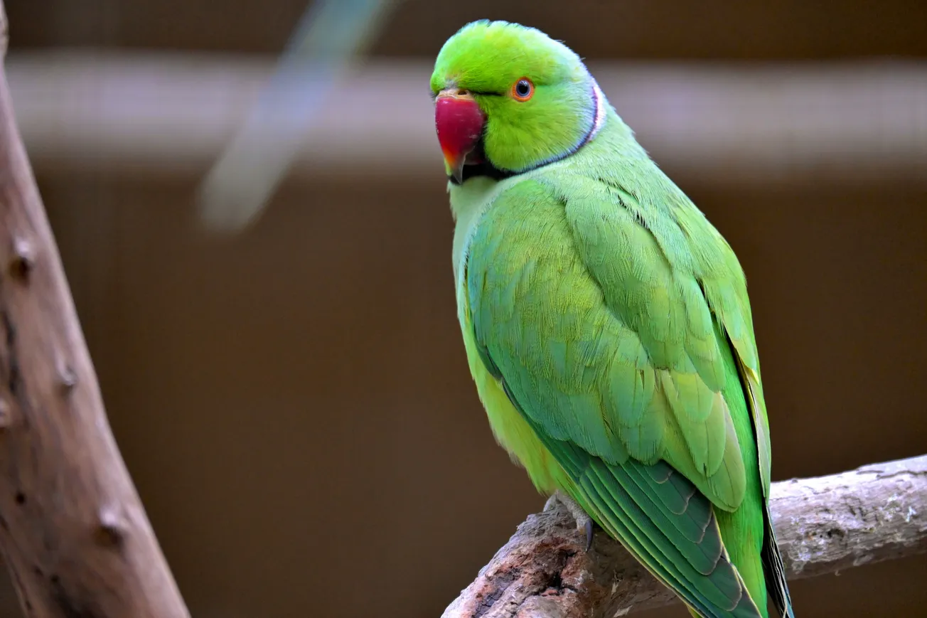 Parrot Paradise: the boom in Sheffield’s parakeet population