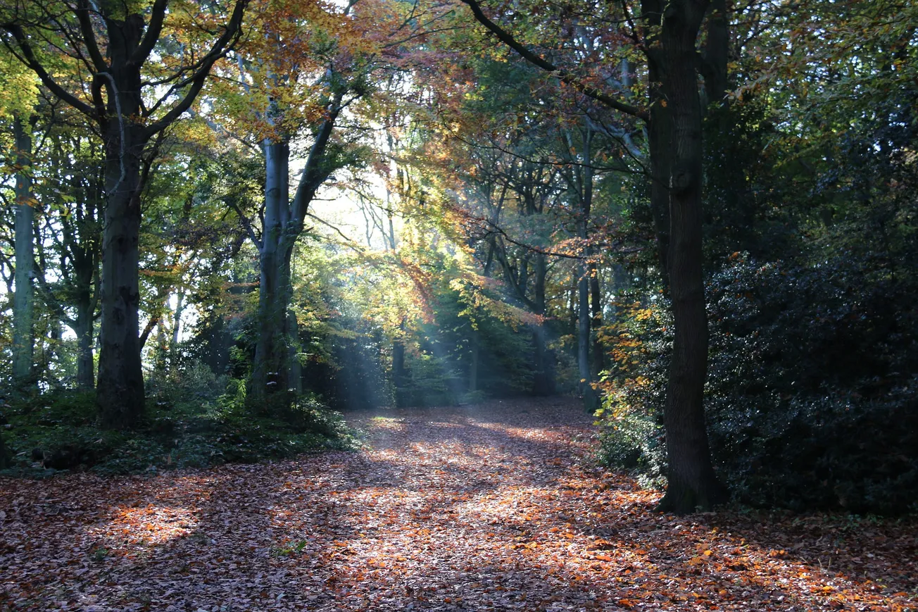 Landscape, memory and Sheffield's great northern forest