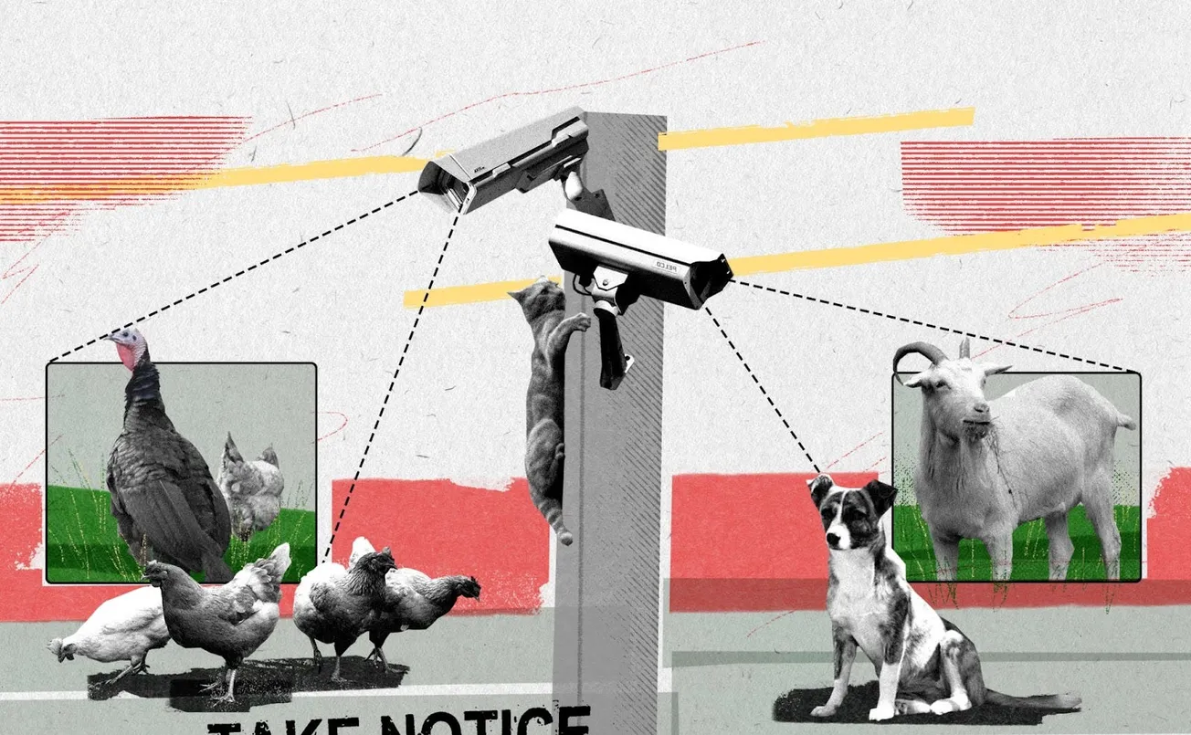 Losing the plots: Sheffield’s biggest allotments have descended into acrimony